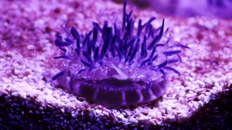 Upside-down-Jellyfish-in-aquarium