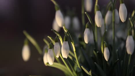 Galanthus,-snowdrop-flowers-close-up-in-a-park-in-southern-Sweden-6