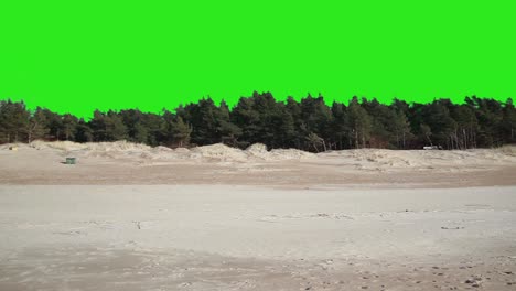 Sandy-beach-by-the-sea-and-pine-forest