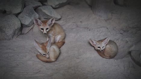 Drei-Süße-Fennec-Fuchs,-Die-In-Einer-Wüstenhöhle-Ruhen