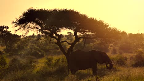 Elephant-eating-under-a-tree-in-Africa