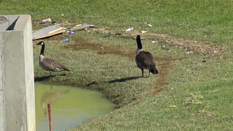 Geese-around-litter-at-the-lake