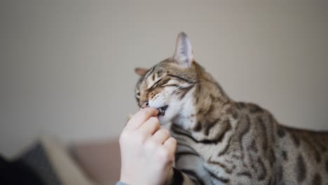 A-big-strong-bengal-male-cat-eating-food-from-his-owners-hand-1