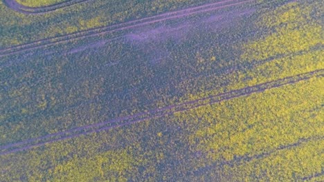 Flying-over-beautiful-yellow-fields