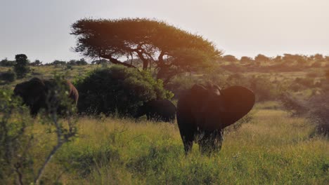 Family-of-three-elephants-eat-in-the-plains-of-grassland-in-the-wild