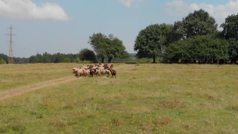 Herd-of-sheeps-in-green-field-run