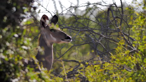 Junge-Wilde-Weibliche-Kudu-Hirschantilope-Versteckt-Sich-Im-Busch