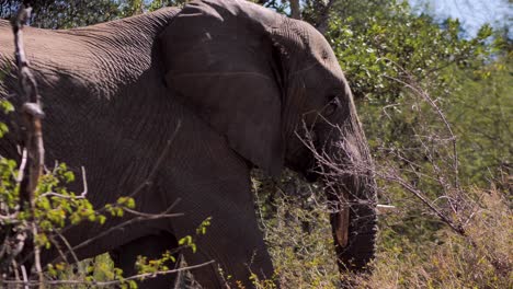 Large-African-elephant-is-walking-through-a-dense-bush-in-the-savannah-3