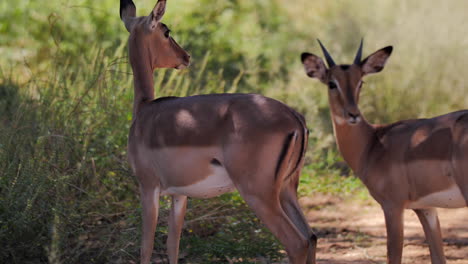 Young-Impala-antelopes-are-looking-around-in-the-wild