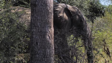 Large-African-elephant-is-walking-through-a-dense-bush-in-the-savannah-2