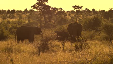 Elephant-family-of-two-adults-and-two-young-juvenile-cubs-walking-in-the-savannah-at-a-sunset
