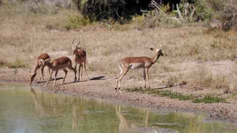 A-group-of-Impala-antelopes-in-the-wild-are-gathering-near-the-water-pond,-lake-or-a-river-for-drinking