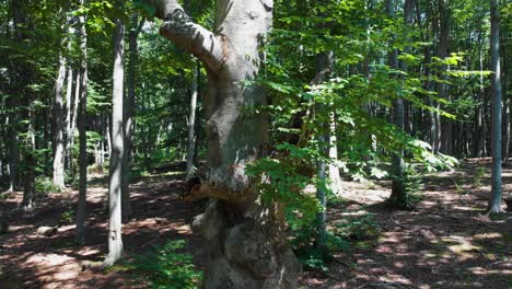 Drone-shot-around-beech-tree-in-summer-forest-1