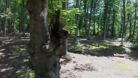 Drone-shot-around-beech-tree-in-summer-forest