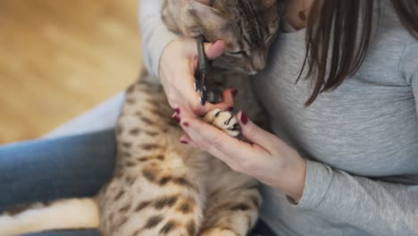 Cutting-the-claws-from-the-front-paw-of-a-female-bengal-cat-1