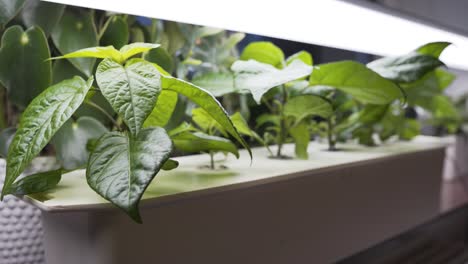 Hydroponic-growing-of-Carolina-Reaper-chili-home-in-apartment-with-homemade-setup