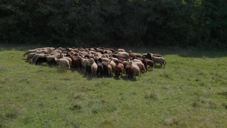 Herd-of-sheeps-in-green-field-next-to-forest-2