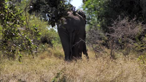 Rücken-Eines-Elefanten,-Der-Zu-Den-Bäumen-Geht