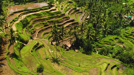 Aerial-footage-of-Tegallalang-rice-terraces-in-Bali