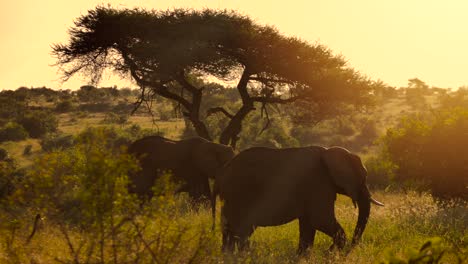 Zwei-Erwachsene-Elefanten-In-Freier-Wildbahn-Bei-Sonnenuntergang