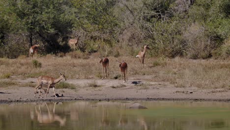 Eine-Gruppe-Von-Impala-Antilopen-Versammelt-Sich-In-Der-Nähe-Des-Wasserteichs,-Sees-Oder-Flusses,-Um-Zu-Trinken