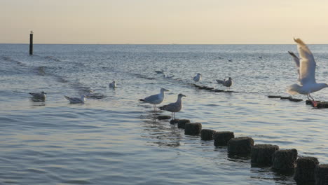 Seagulls-sitting-at-timber-groynes,-one-of-them-files-away-and-leaves-a-feather-behind