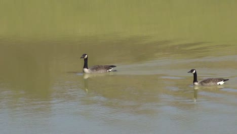 Geese-swimming-in-the-lake