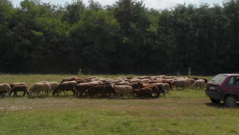 Herd-of-sheeps-in-green-field-next-to-forest