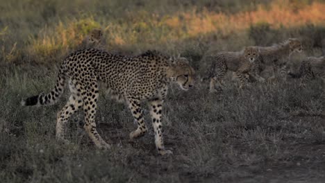 Cheetah-mother-with-a-bunch-of-young-juvenile-cubs-in-the-family