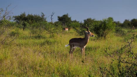 Eine-Erschreckende-Antilope-Wird-Von-Einem-Dominanten-Alfa-Männchen-Vertrieben