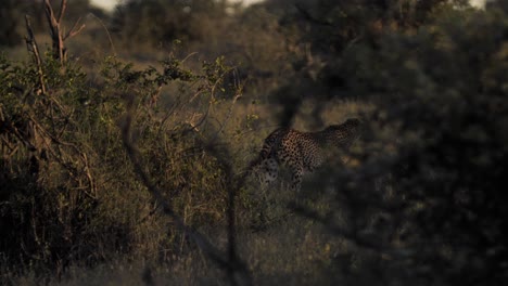 Cheetah-sneaking-behind-the-bush-in-a-savannah-in-African-wild