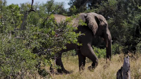 African-elephant-walking-through-the-bush-and-landscape-of-savannah