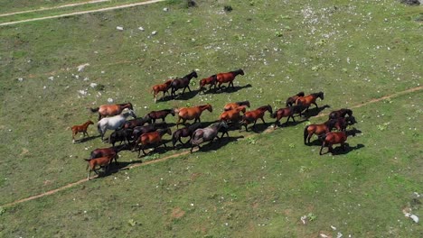 Horse-herd-shot-from-air-in-summer-day-1