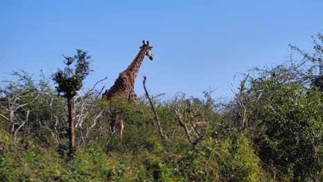A-giraffe-looking-over-the-trees-and-then-going-away,-leaving