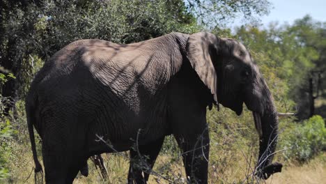 Large-African-elephant-is-walking-through-a-dense-bush-in-the-savannah