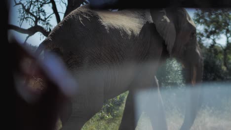 Elephant-seen-from-inside-the-tourist-car-interior-walking-in-the-wild-of-a-National-Park