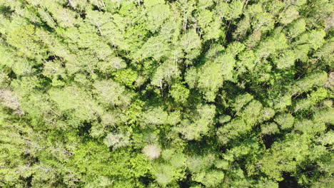 Volando-Sobre-Un-Frondoso-Bosque-Verde