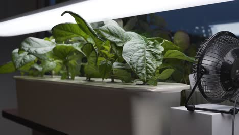 Hydroponic-growing-of-Carolina-Reaper-chili-home-in-apartment-with-homemade-setup-5