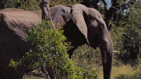 Large-African-elephant-is-walking-through-a-dense-bush-in-the-savannah-1