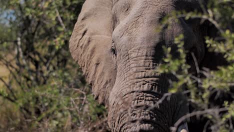 Large-African-elephant-is-eating-or-feeding-in-the-bush-of-acacia