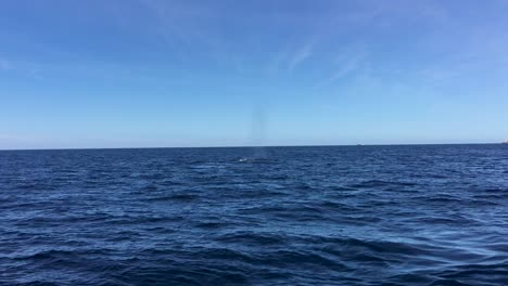 Ein-Paar-Buckelwale,-Die-Die-Meeresoberfläche-Erreichen,-Um-Zu-Atmen-Und-Ihre-Schwänze-In-Cabo-San-Lucas-Zu-Zeigen-1
