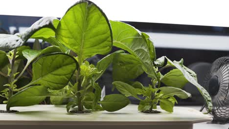 Hydroponic-growing-of-Carolina-Reaper-chili-home-in-apartment-with-homemade-setup-6