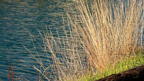 Long-brown-grass-on-waters-edge-on-a-sunny-day