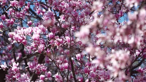 Kirschblütenbaum-In-Voller-Blüte-Rack-Des-Fokus-Vom-Hintergrund-Zum-Vordergrund