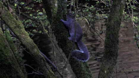 British-Squirrel-climbing-up-a-tree-above-a-river-2