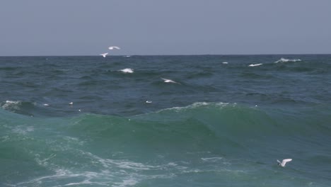 Seagull-flying-low-over-waves-near-Black-sea-coast
