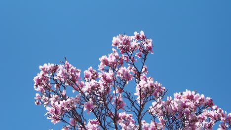 Spitze-Des-Kirschblütenbaums-In-Voller-Blüte-Vor-Blauem-Himmel-In-Technicolor