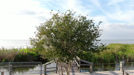 Flying-out-over-a-tree-to-reveal-a-Florida,-lakeside-dock-on-a-Spring-evening
