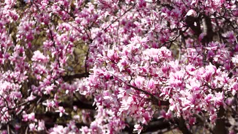 Zeitlupenaufnahme-Von-üppigen-Kirschblüten-In-Spitzenblüte,-Die-Sich-Sanft-Im-Wind-Wiegen