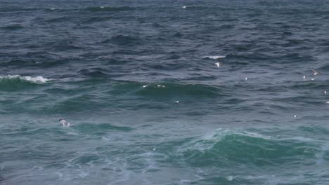 Seagull-flying-low-over-waves-near-Black-sea-coast-1